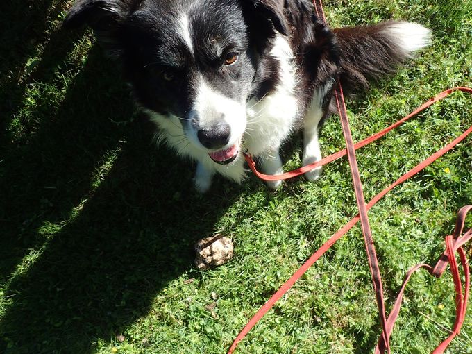 Wilma är otroligt duktig på att hitta Stjärnhovstryffel. Bra år brukar hon nosa upp flera kilo sådan.
