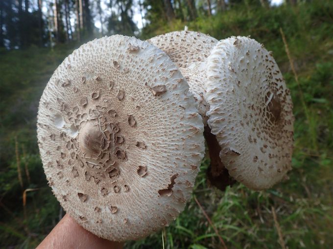 Med duktiga svamphundar och väldigt bra svampskogar blir det mängder med svamp varje år.Jag torkar nästan all svamp för längsta och bästa hållbarhet.På denna bild är det Stolt fjällskivling.