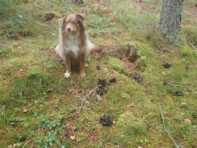 Detta är min daghund Basse. Minature American Shepherd. Förkortas MAS, född 20190402. Wilmas allra bästa vän.Smart kille som älskar att jobba och har utvecklats till en mycket duktig svamphund. På bilden markerar han ett fynd av svart trumpetsvamp hösten 2021.