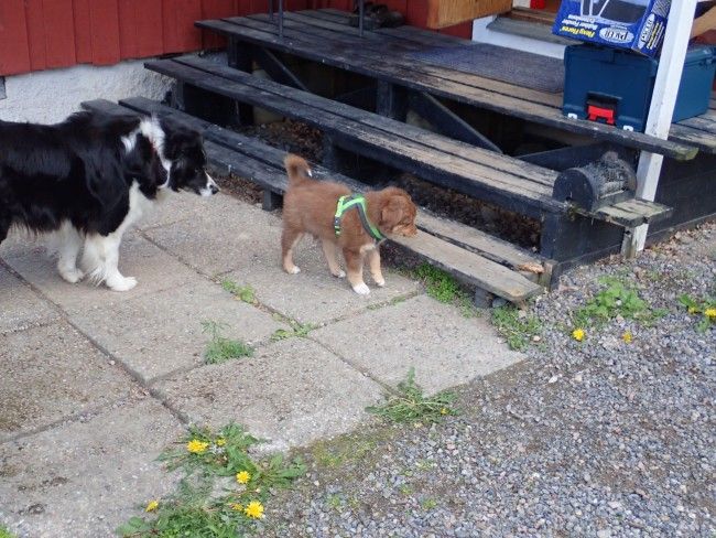 Wilma och Basses allra första möte 2 juni 2019